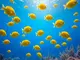 a-closer-look-at-yellow-fish-species-around-the-world
