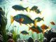 a-comprehensive-guide-to-identifying-fish-species-named-jack