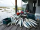 a-guide-to-fish-species-in-port-aransas-what-you-can-catch