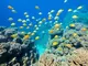 exploring-reef-fish-species-identification-and-conservation