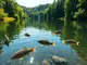 germany-s-native-fish-species-a-complete-guide