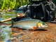 understanding-uric-acid-in-freshwater-fish-facts-and-implications